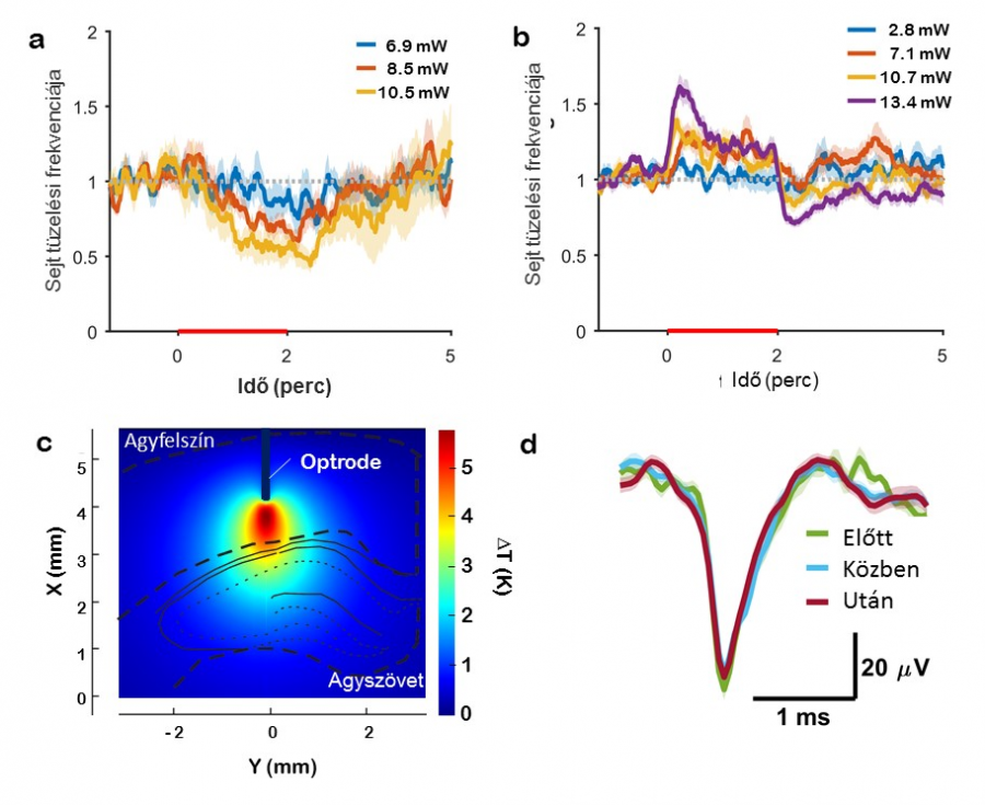 Kétperces optikai stimulációk sorozatára adott elektrofiziológiai válaszok Kétperces optikai stimulációk sorozatára adott elektrofiziológiai válaszok